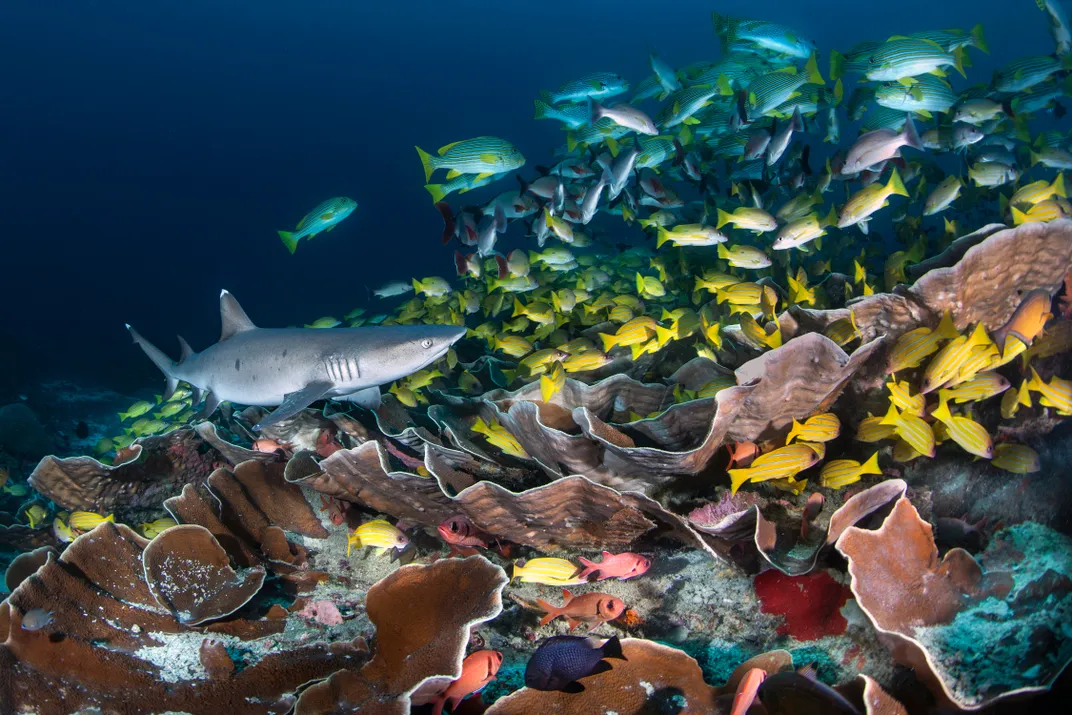 A shark encounters a smorgasbord of colorful fish among a rich reef of fan-shaped coral.