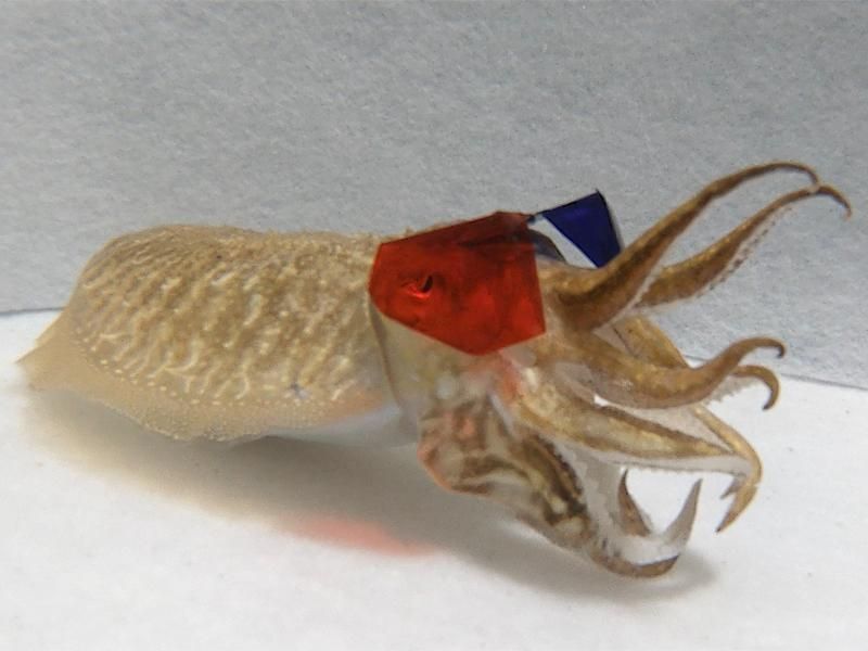 Cuttlefish 3-D Glasses