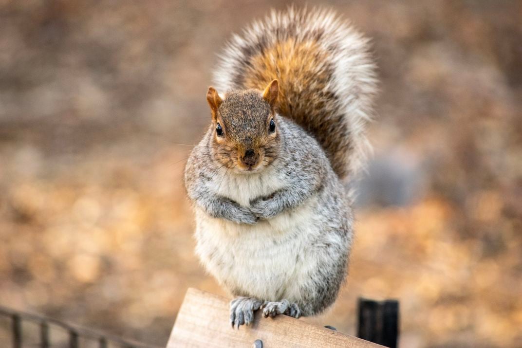 A timid squirrel at Madison Square Park. | Smithsonian Photo Contest ...