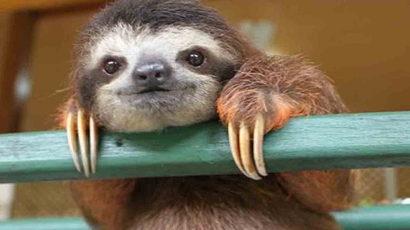 Sloths Don't Just Live in Slow-Mo, They Can Put Their Metabolism On Pause