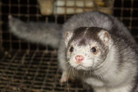 The U.S., the Netherlands, Denmark and Spain have all reported coronavirus outbreaks on mink farms.


