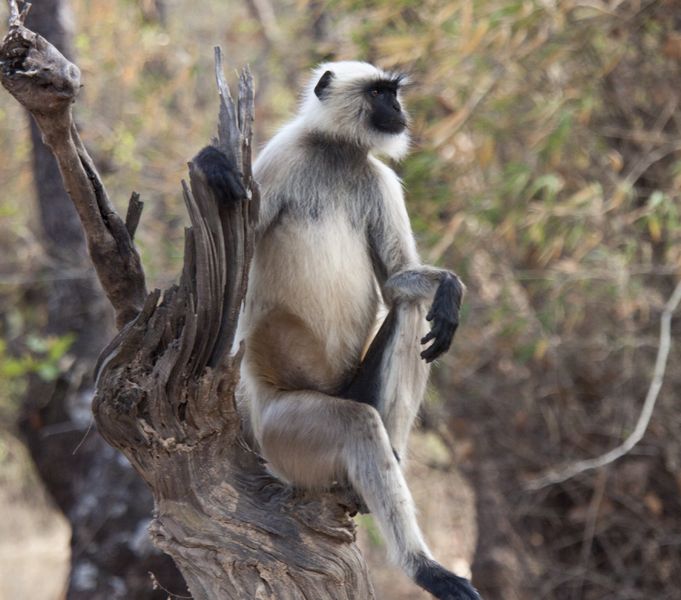 Black-faced Langur monkey posing on a tree in India | Smithsonian Photo ...