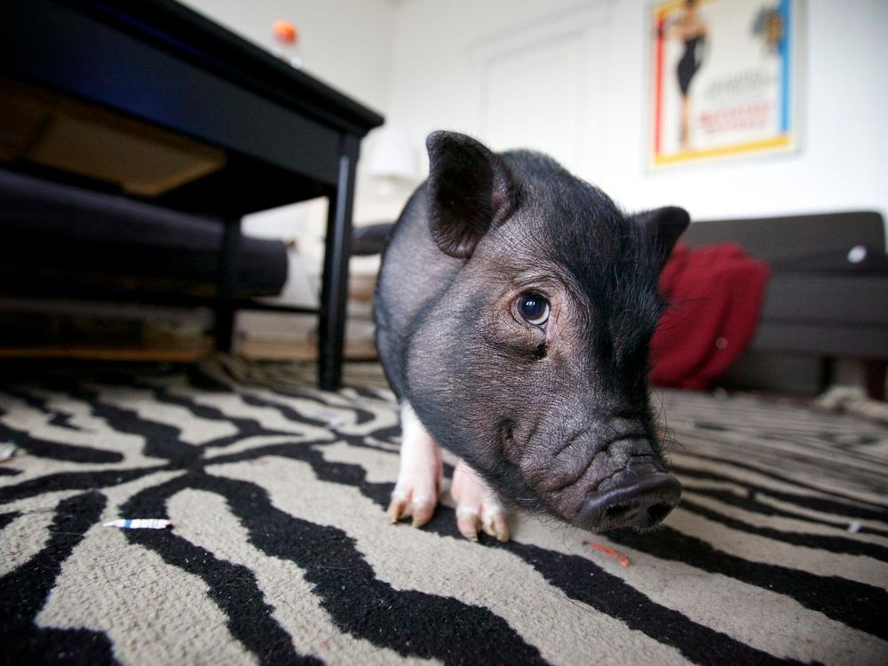 pet piglet teacup