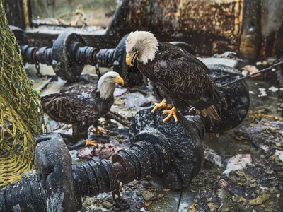 <p>Bald eagles are intensely social in spite of also being fierce predators. Some 500 live near the remote fishing port of Dutch Harbor, Alaska.</p>