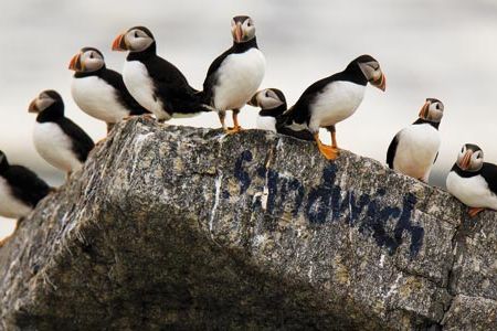 On Eastern Egg Rock, off Maine's coast, researchers label favored hangouts to help track the birds and monitor their behavior.