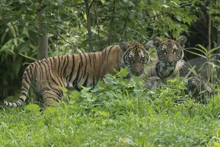 Nadia and her sister Azul as cubs at the Bronx Zoo in 2016. Both tigers showed symptoms of COVID-19, and Nadia tested positive for the virus.  