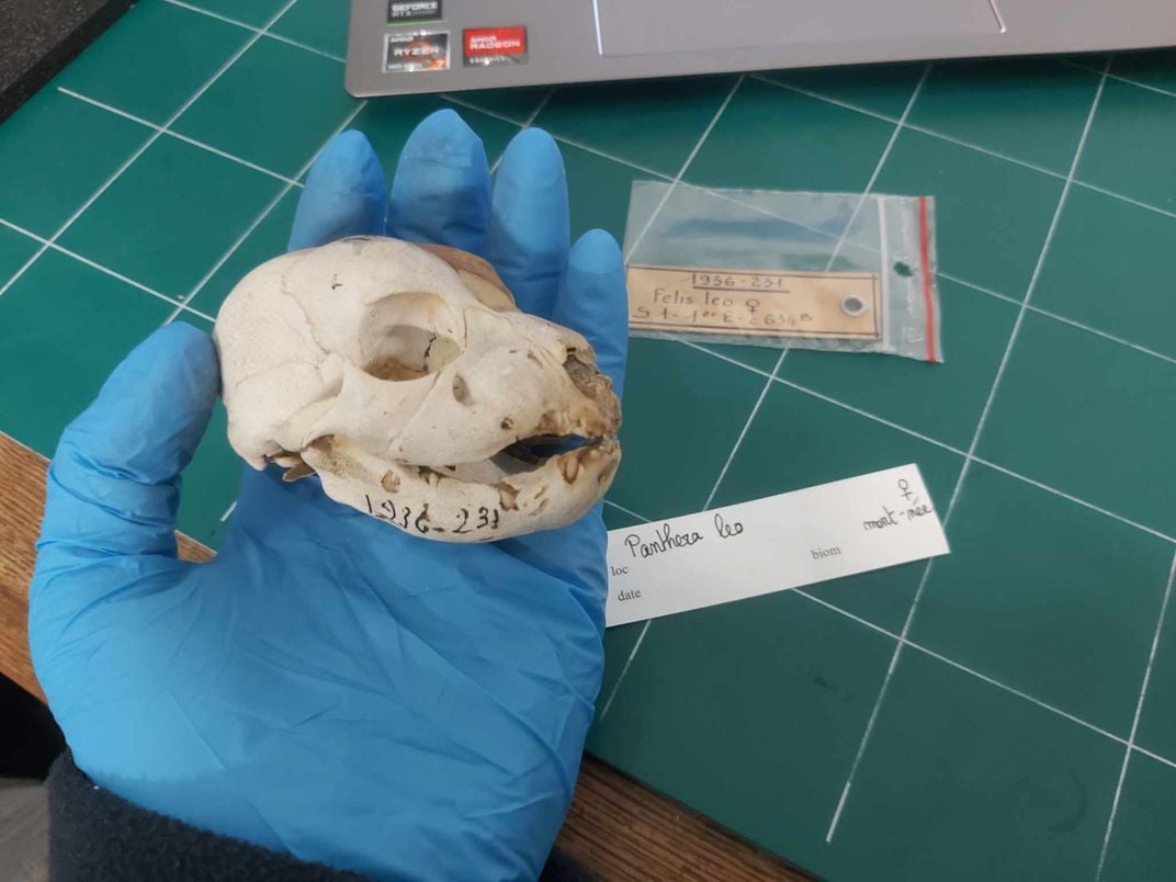 Newborn lion skull