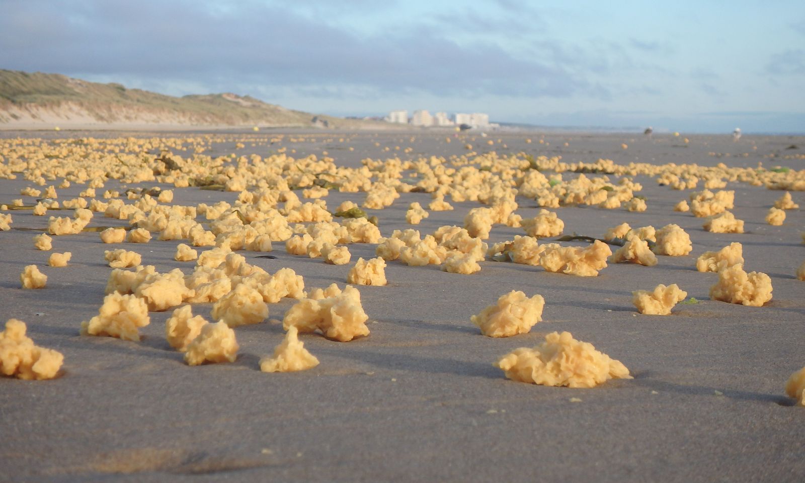 Thousands of Mysterious Yellow Sponges Wash Up On French Beaches, Smart  News