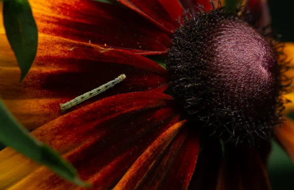 Burgundy Carpet thumbnail