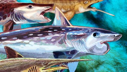 Sharklike Fish With Weird, Buzz-Saw Jaws Sliced Through the Seas, Then Vanished. Now, Paleontologists Are Unraveling Their Secrets