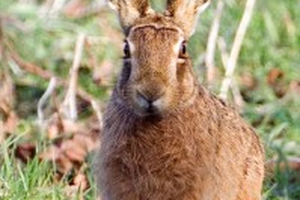 20110520102409brownhare-199x300.jpg