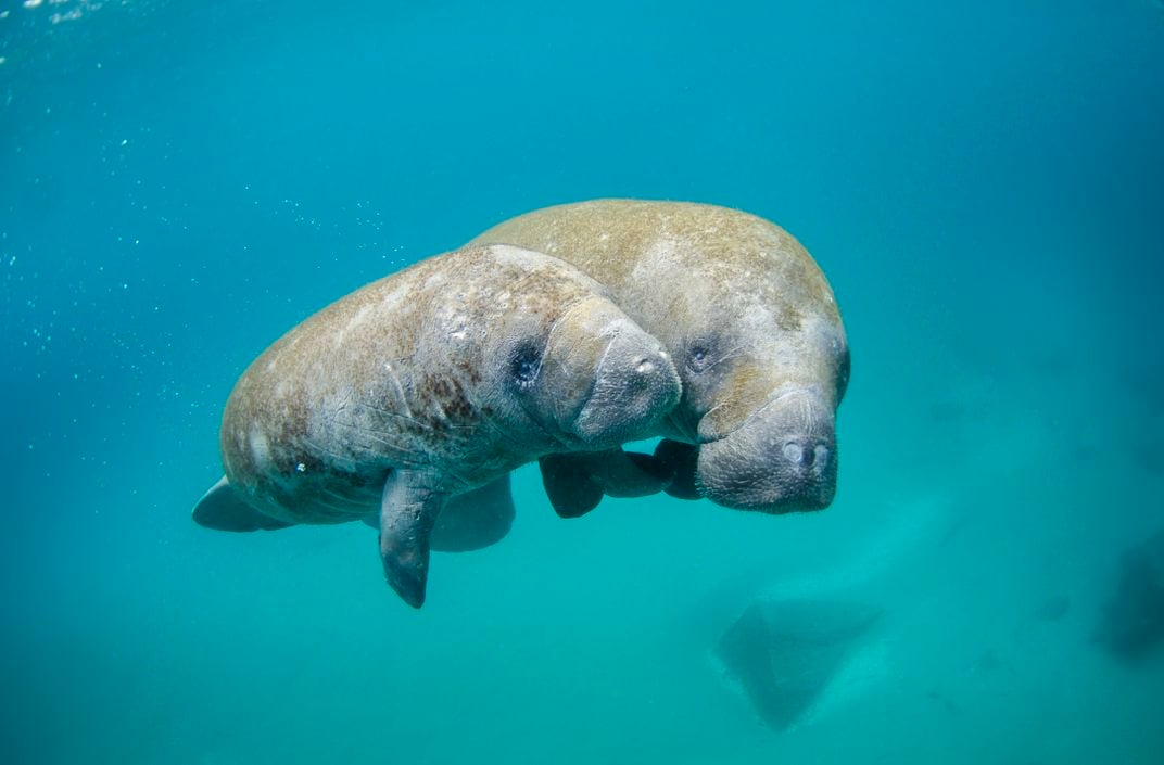 A mother manatee (right) swims alongside her calf (left) in clear blue waters.