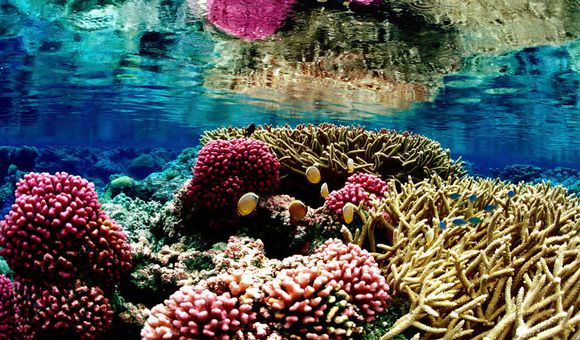 Underwater photo of a pink and gold coral reef in bright blue water, with small blue and yellow fish. A blurry reflection of the reef appears in the water at the top of the photo.