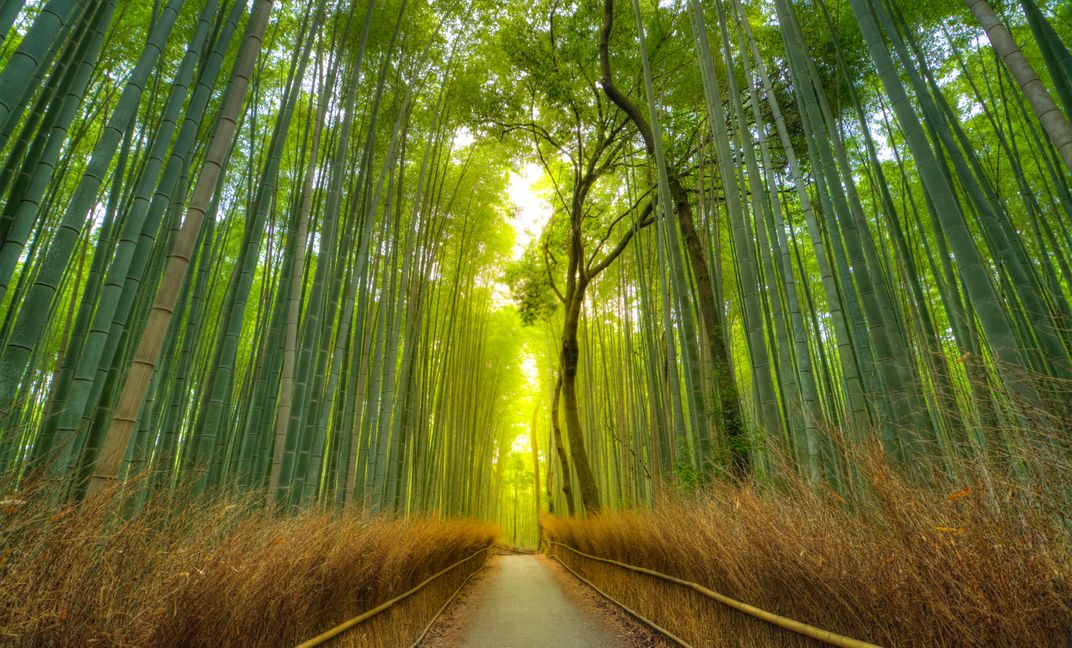 The Arashiyama Bamboo Forest on the outskirts of Kyoto