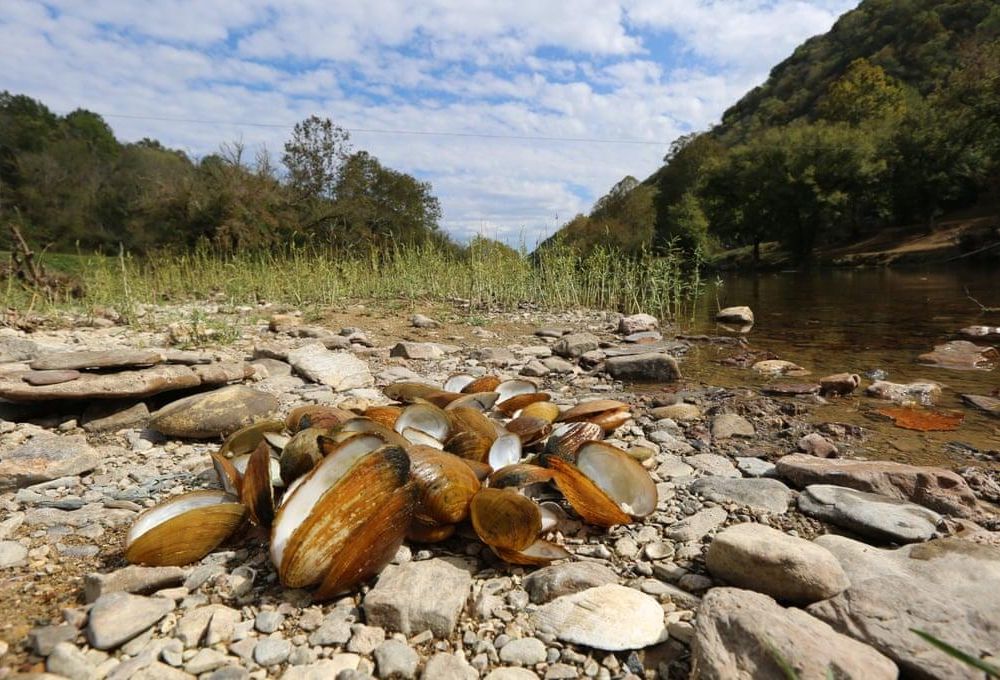 Clinch Dead Mussels