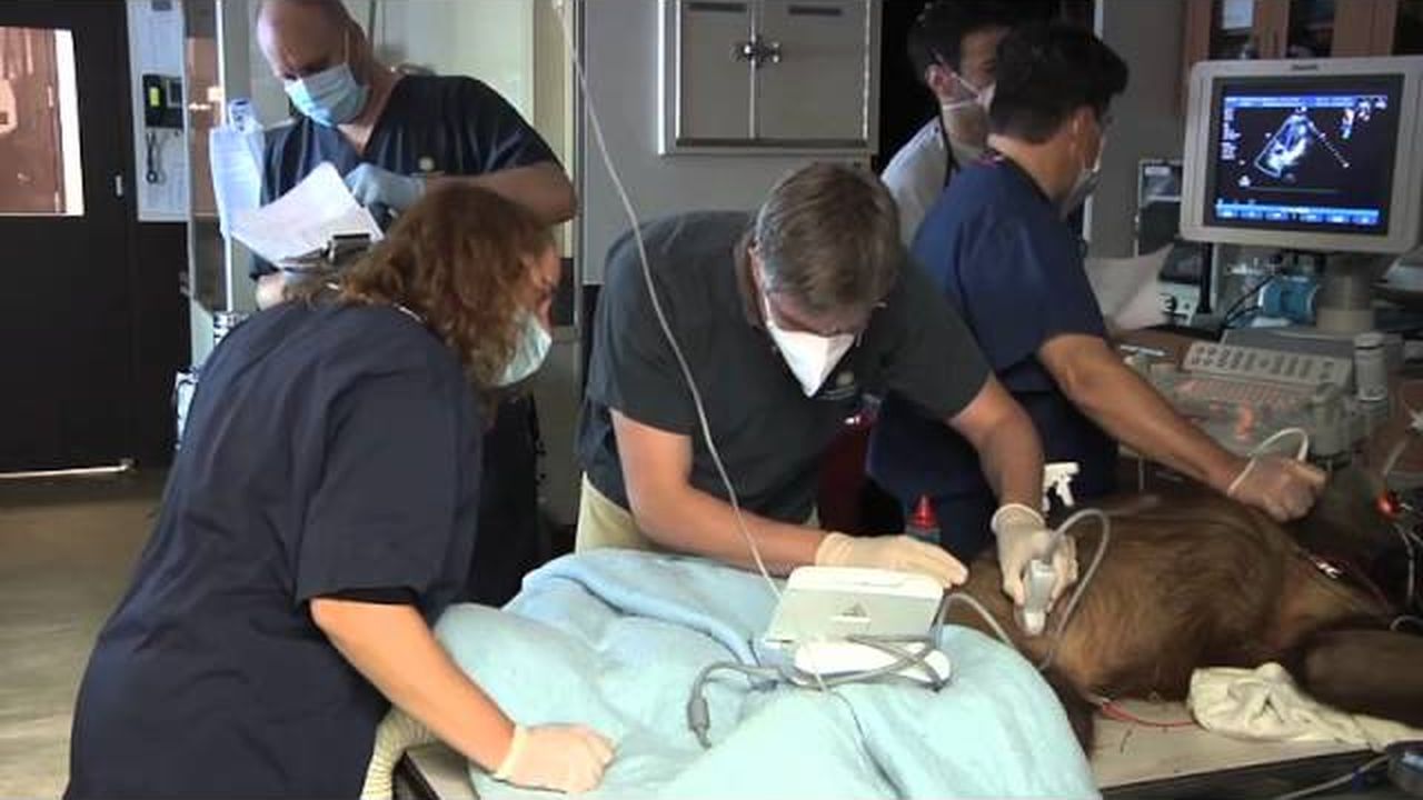 Preview thumbnail for Examining an Orangutan
