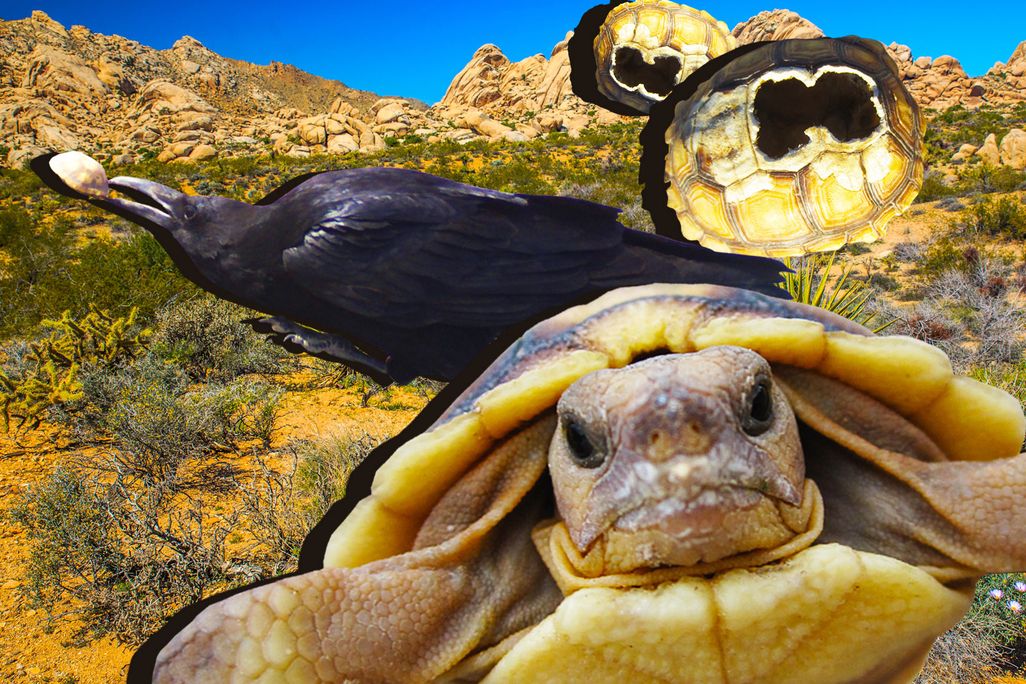 Raven and Desert Tortoise