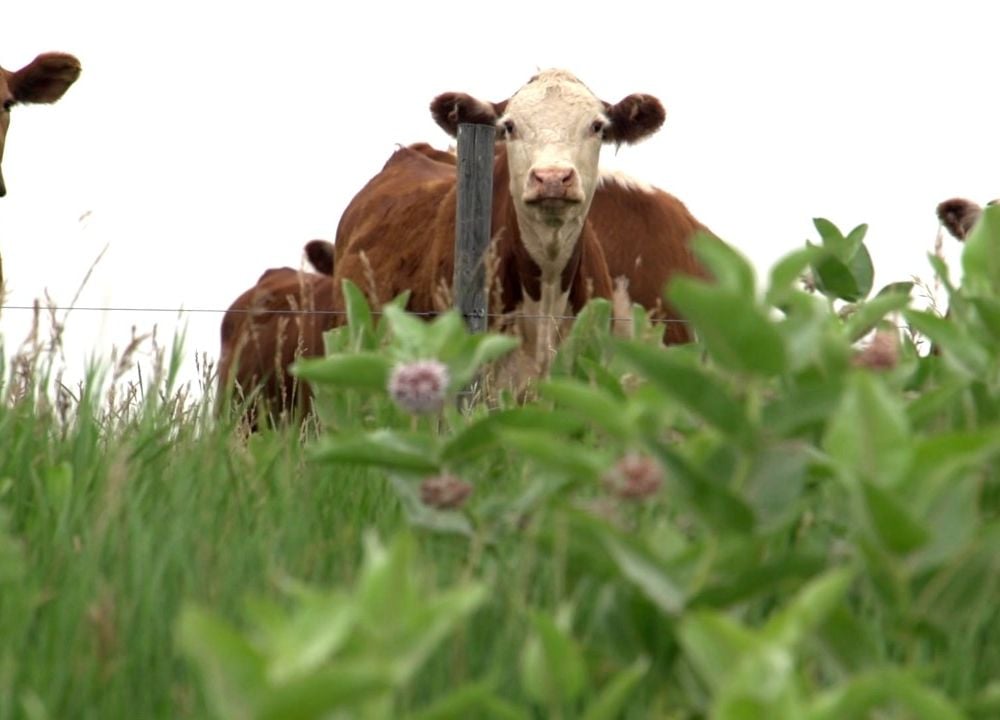 How can the right kind of farming protect our soils and our climate? Find out in Carbon Cowboys. © 2020, carbon nation.  Photo by Peter Byck