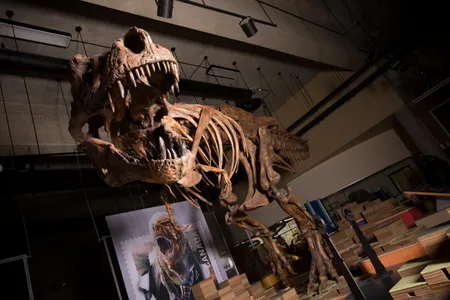 Scotty’s skeleton is scheduled to go on view at the Royal Saskatchewan Museum in May 2019