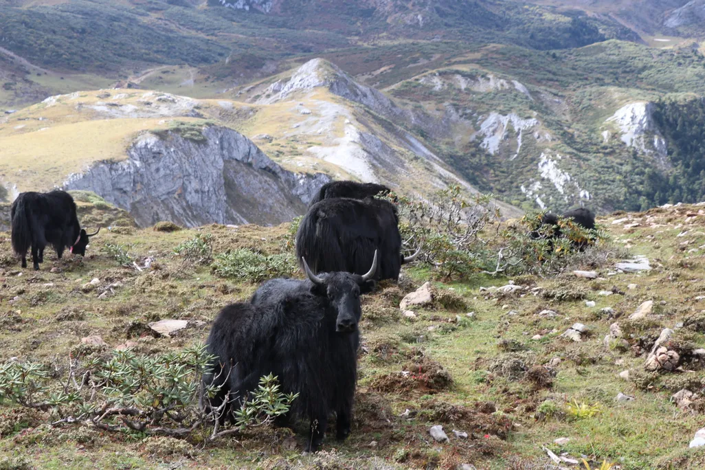 Yaks Grazing