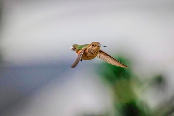 Hummingbird Incoming thumbnail