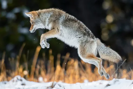 Coyote jumps high after a fresh October snowfall in Yellowstone National Park.