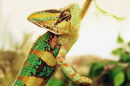 This flashy male chameleon is deadly beautiful to his competitors.