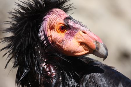 California condors rebounded after almost going extinct—but that doesn't mean the precious, weird birds are in the clear. 