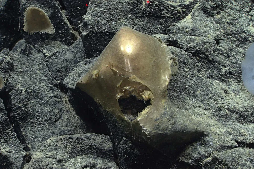 Golden blob on rocks