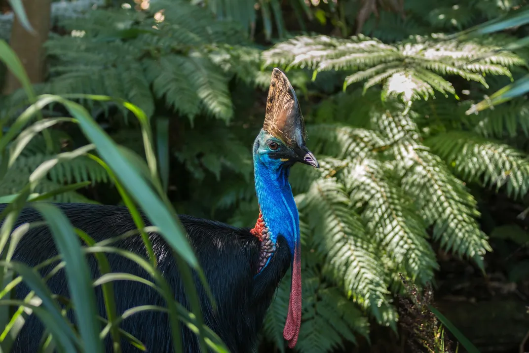 A rare Southern Cassowary in the Daintree Rainforest
