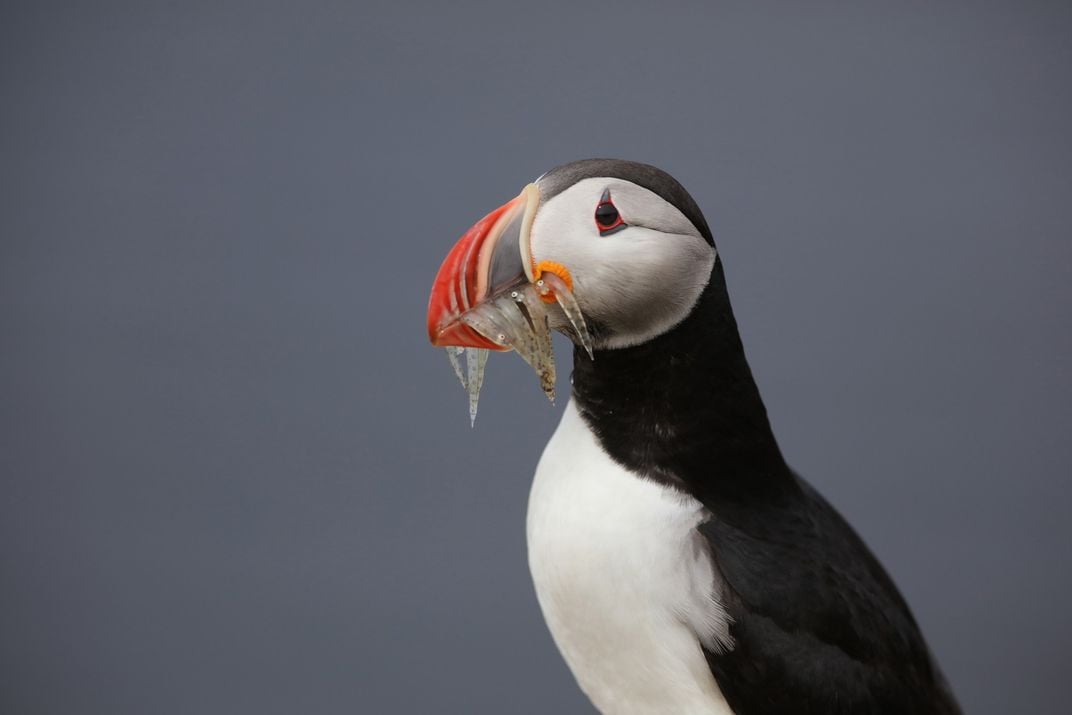  Atlantic puffin 