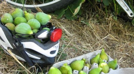 Figs are a great prize of roadside foragers—a fruit unwanted by many landowners and as available as it is delicious. The green figs shown here are desert kings, a variety that produces a large first crop in July.