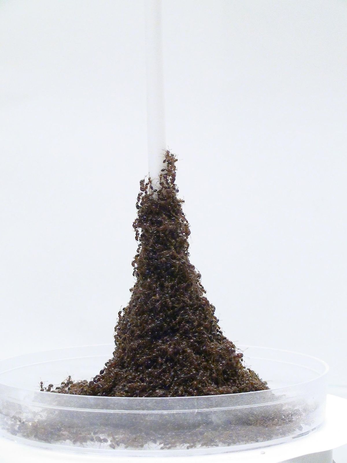 How Fire Ants Build Incredible Writhing Towers