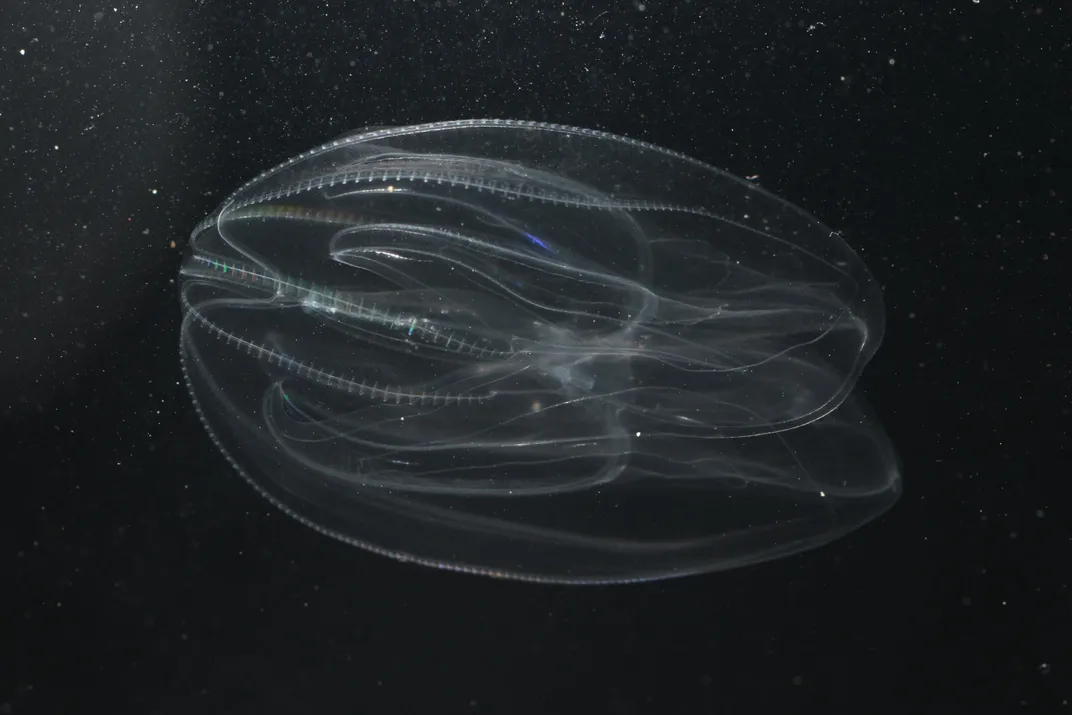 Comb Jelly Refracting Light