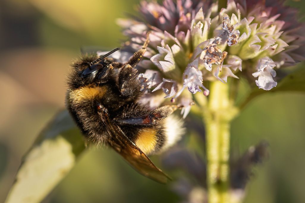 A buff-tailed bumblebee on a flower