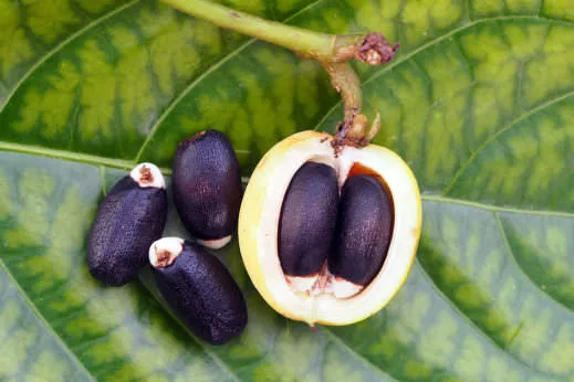 Jatropha seed