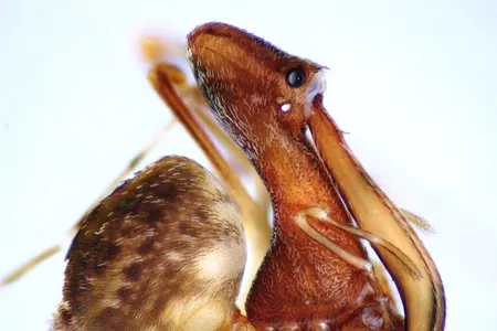 Eriauchenius milajaneae is one of the 18 new species of pelican spiders from Madagascar described by the scientists. This species was named after Wood’s  daughter, and is known only from one remote mountain in southeast Madagascar.