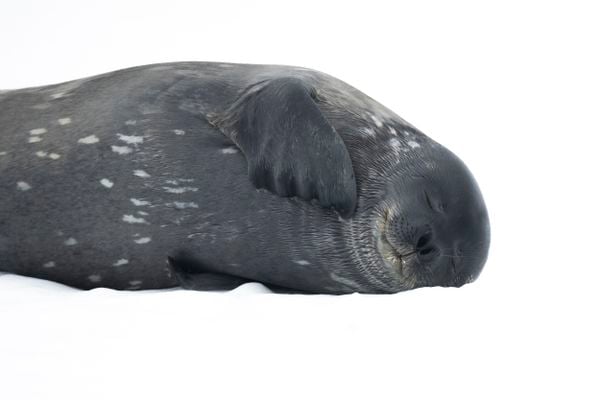 Weddell seal portrait thumbnail