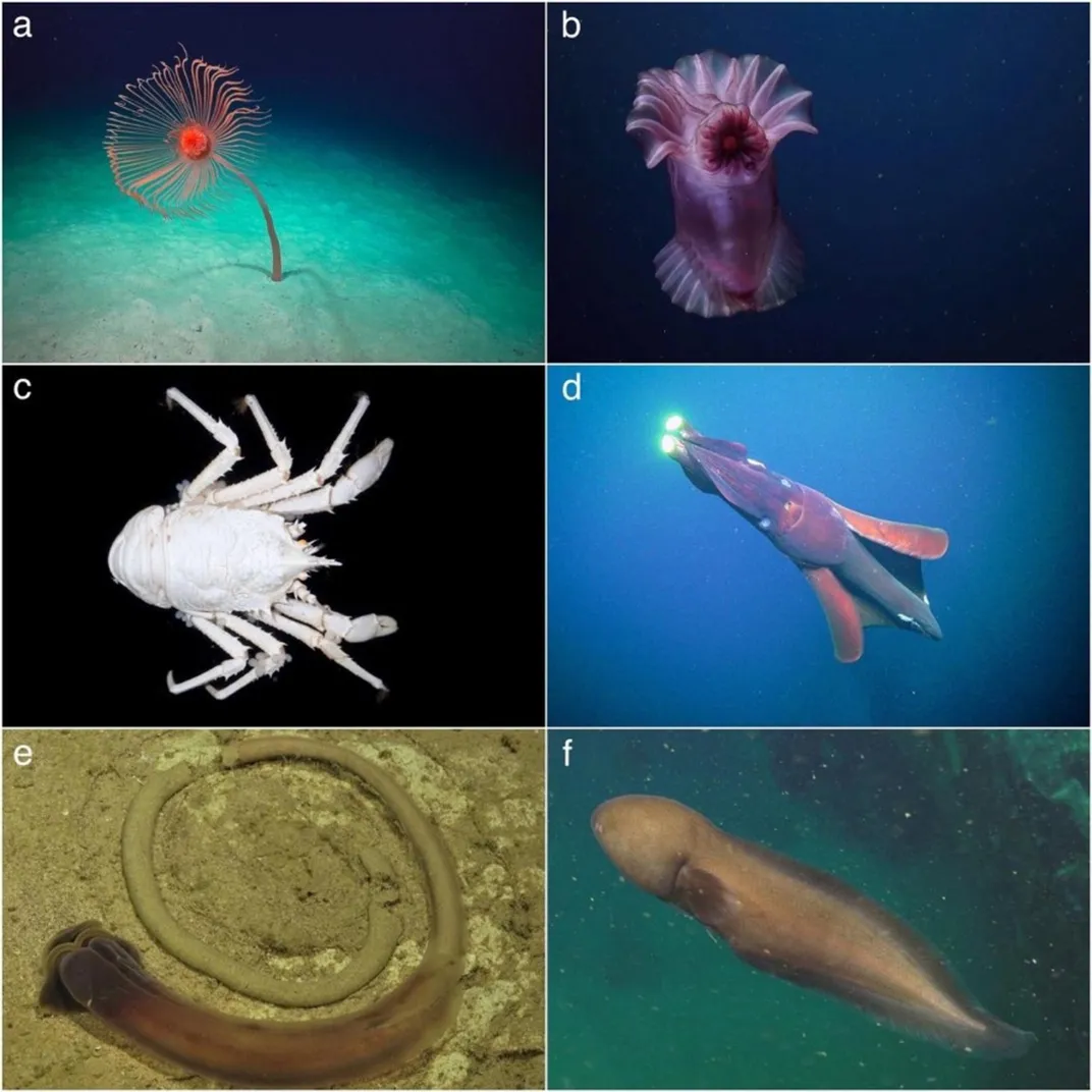 six panels of six different marine animals