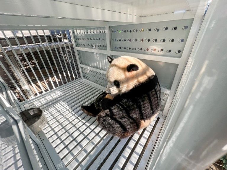 Xiao Qi Ji enjoys a snack while sitting in his shipping container before his flight to China.