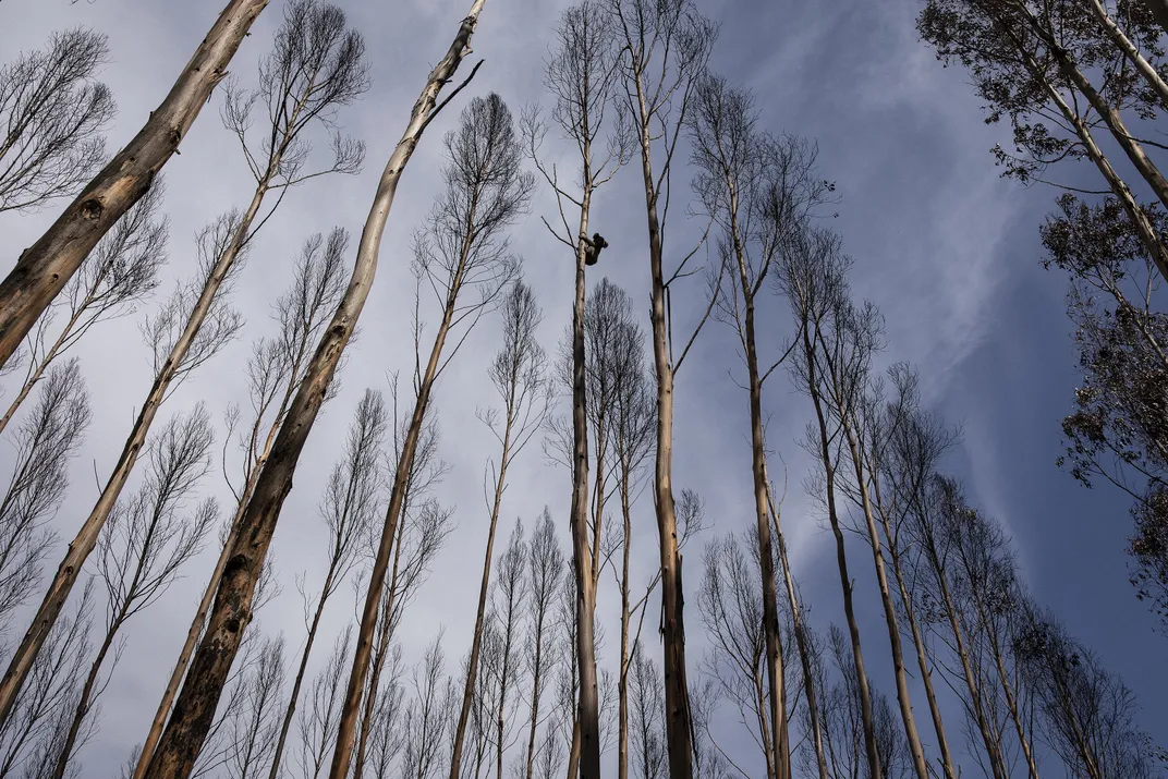 A lone koala clings to a charred trunk in a severely burned plantation of eucalyptus trees.