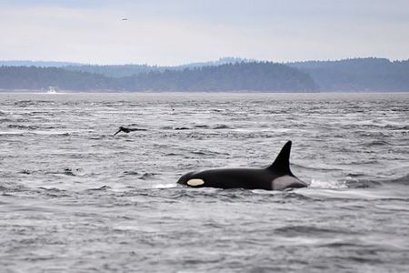 J2, better known as "Granny," was the oldest-known living orca.