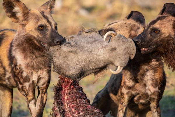 Wild dogs fight over a warthog head after a hunt in the Okavango Delta. thumbnail