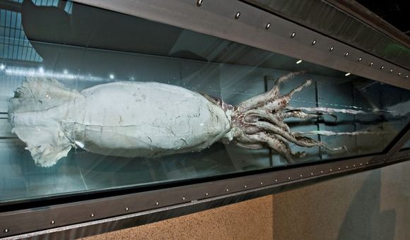 Giant squids can grow to over 40 feet long. The Smithsonian’s National Museum of Natural History has a giant squid specimen on display in the Sant Ocean Hall and several others in its collections. (John Steiner, Smithsonian)