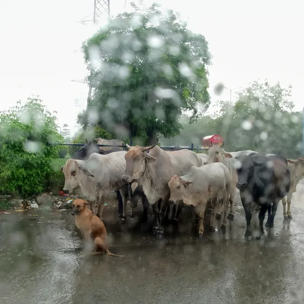 Through the glass - A quiet stillness thumbnail