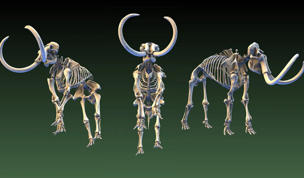 Mammoth skeleton