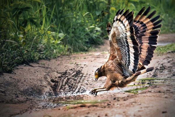 Serpent Eagle jumped at Perfect Moment to the Floating Frogs into the pothole Water thumbnail