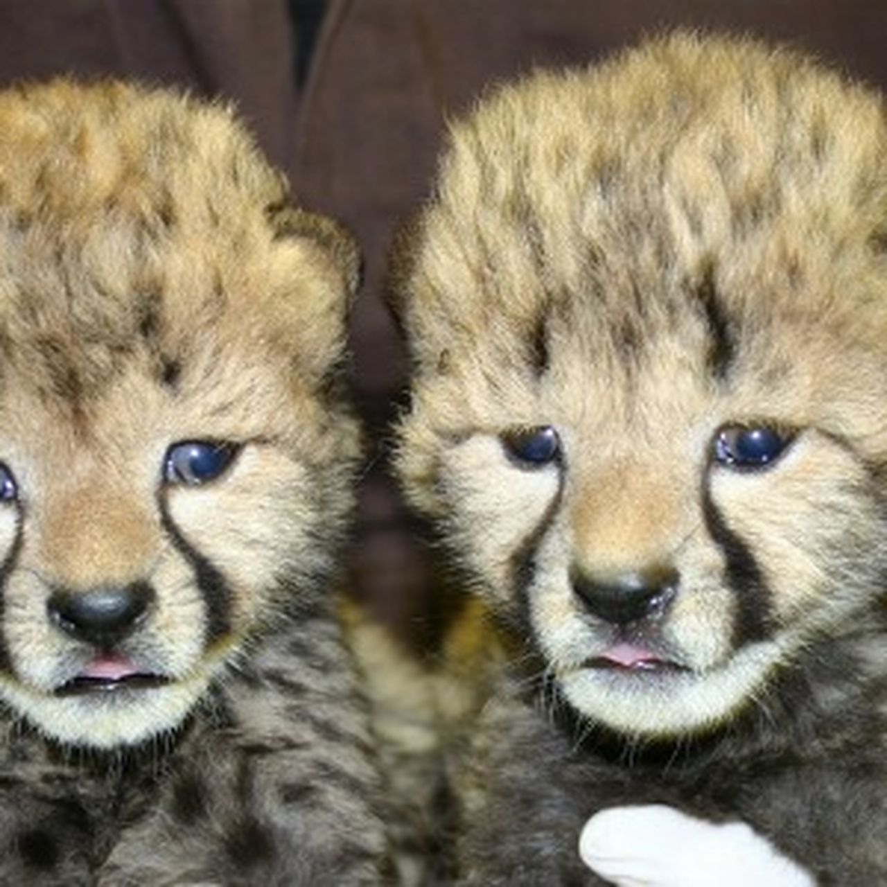 CHEEKY CHEETAH CUB Merrythought チーター14cm CHEEKY CHEETAH CUB