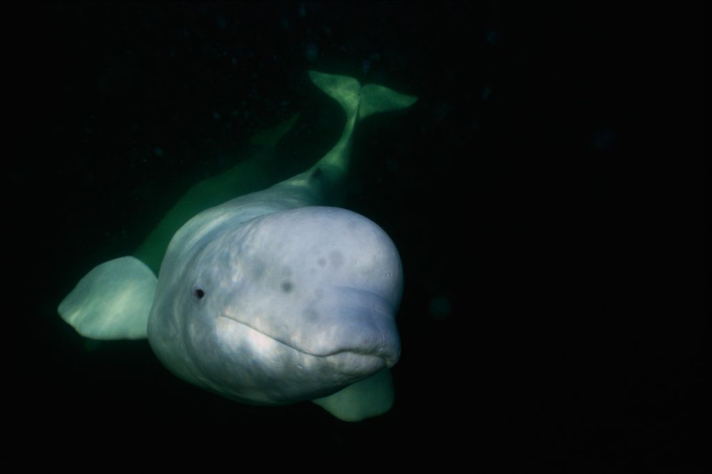 A beluga whale
