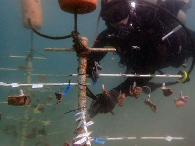 Smithsonian Conservation Biology Institute scientist Mike Henley dives at a coral nursery where brown rice coral and blue rice coral grow.
